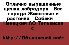 Отлично выращенные щенки лабрадора - Все города Животные и растения » Собаки   . Ненецкий АО,Тельвиска с.